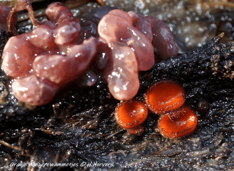 Oranje Wimperzwammetjes. - Schimmels - Oranje Wimperzwammetjes.