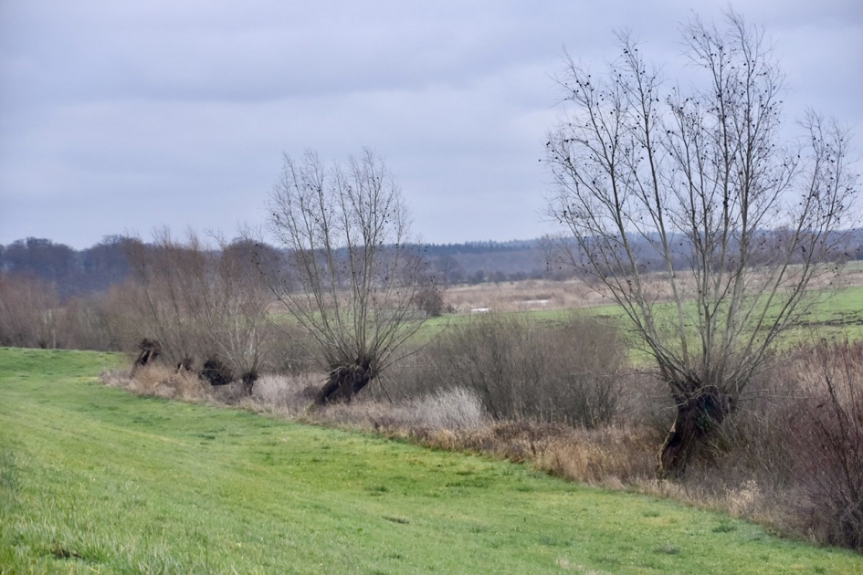 Oude knotwilgen - Weer en landschap - 