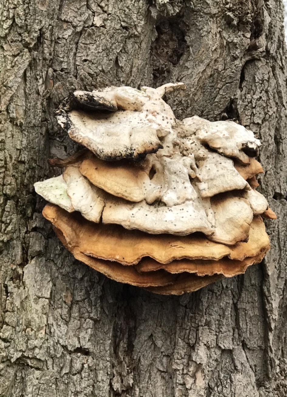 Oude zwam - Schimmels - 