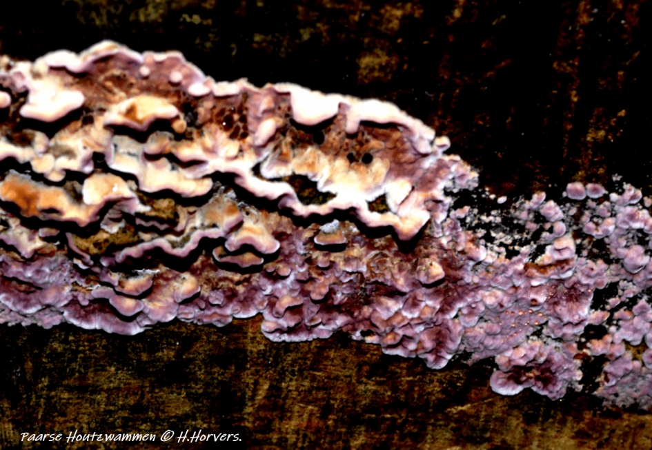 Paarse houtzwammen. - Schimmels - Paarse houtzwammen.