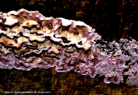 Paarse houtzwammen.