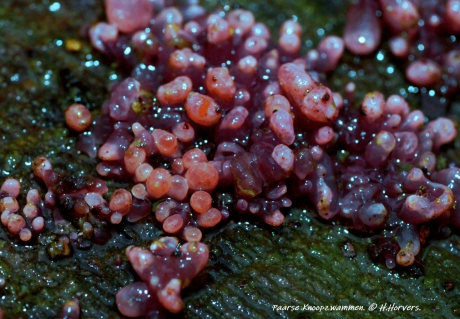 Paarse Knoopzwammen.