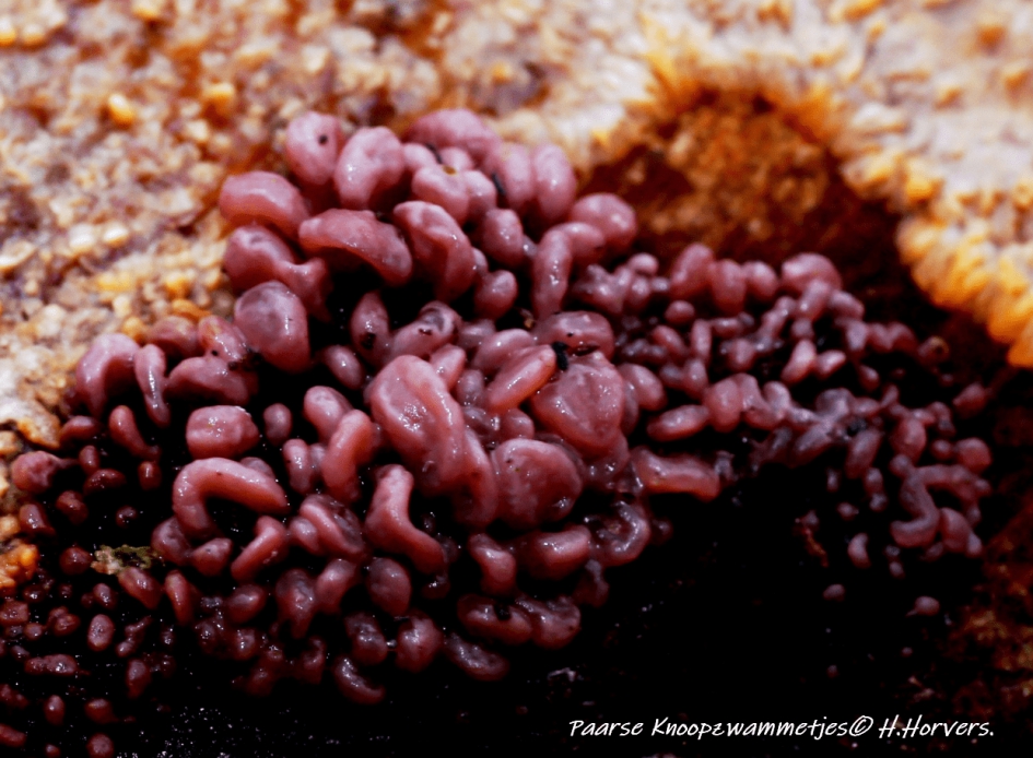 Paarse Knoopzwammetjes. - Schimmels - Paarse Knoopzwammetjes.