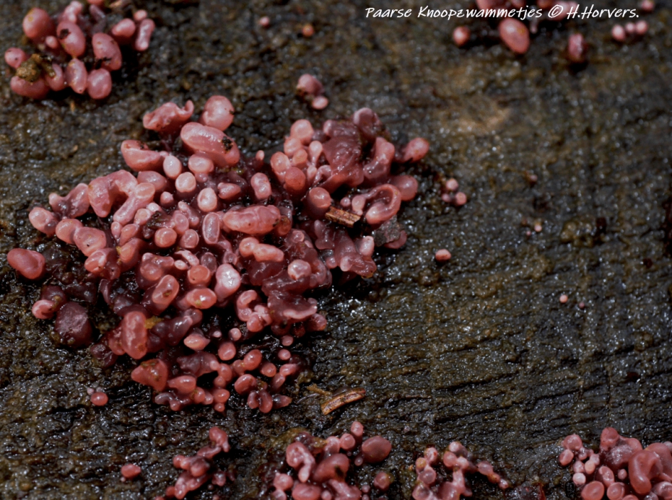 Paarse Knoopzwammetjes - Schimmels - Paarse Knoopzwammetjes