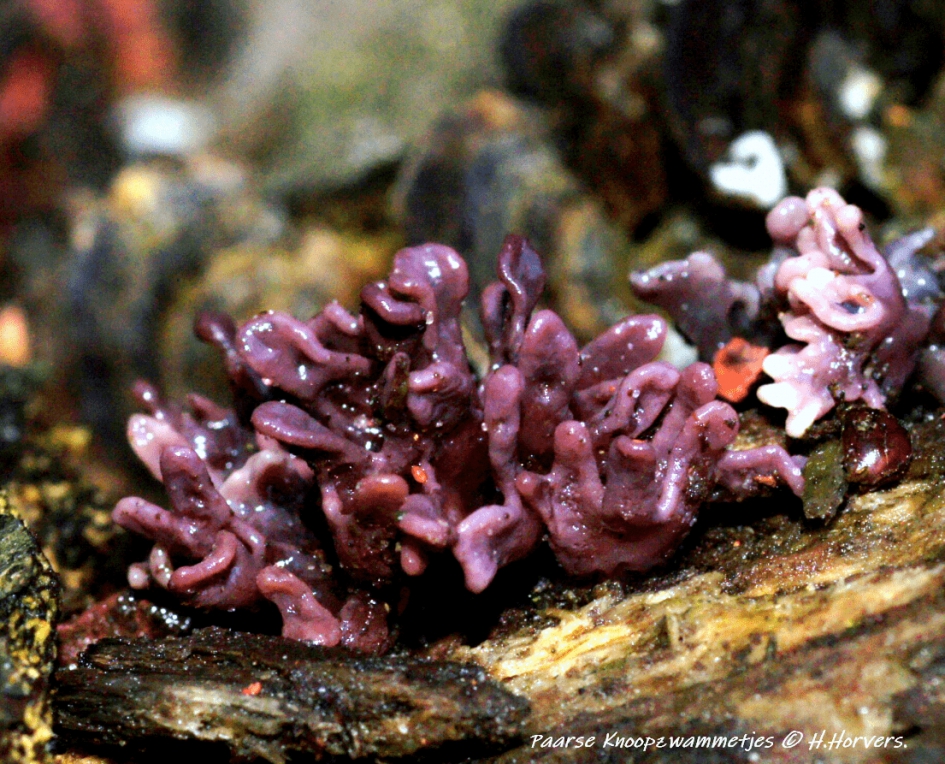 Paarse Knoopzwammetjes - Schimmels - Paarse Knoopzwammetjes