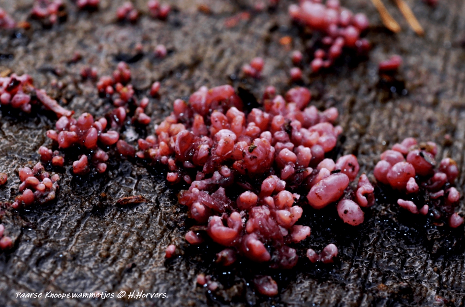 Paarse Knoopzwammetjes - Schimmels - Paarse Knoopzwammetjes