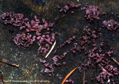 Paarse Knoopzwammetjes