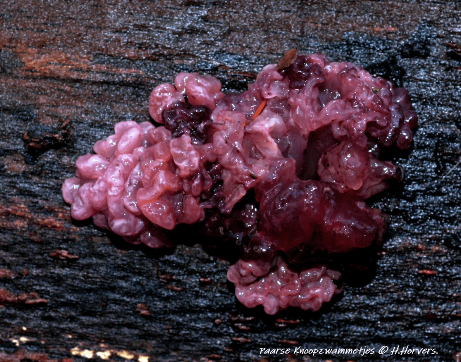 Paarse Knoopzwammetjes . - Schimmels - Paarse Knoopzwammetjes.