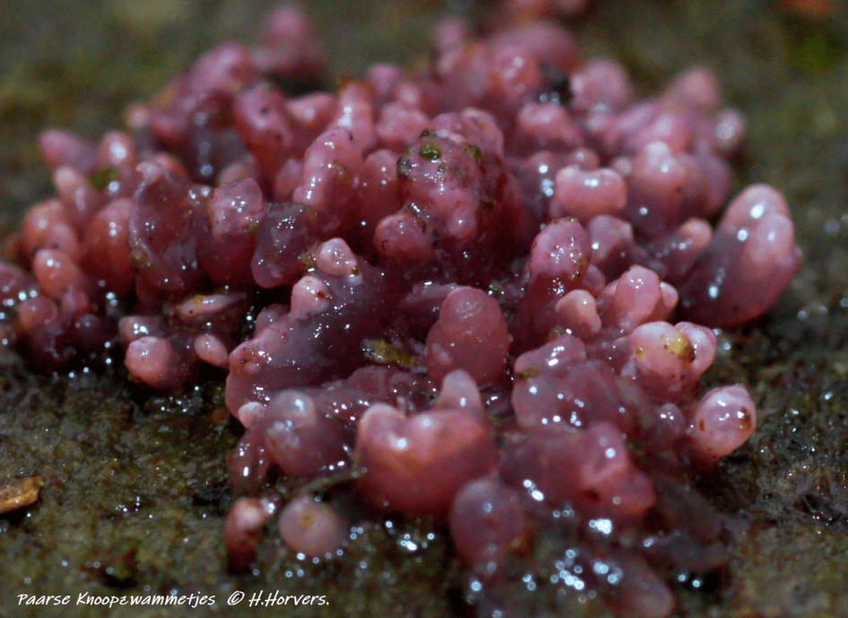 Paarse Knoopzwammetjes . - Schimmels - Paarse Knoopzwammetjes .