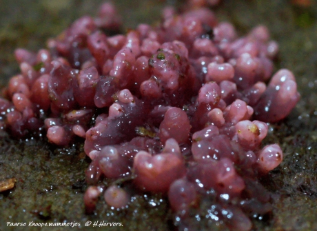 Paarse Knoopzwammetjes .