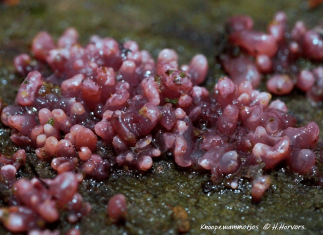 Paarse Knoopzwammetjes .