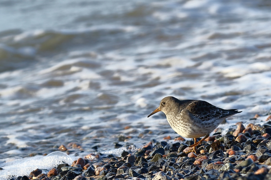 paarse strandloper - Vogels - paarse strandloper