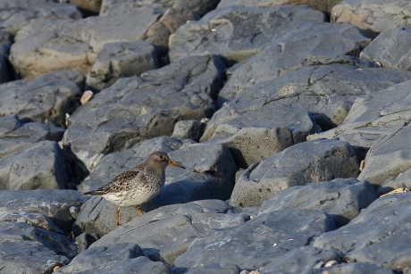 paarse strandloper.....