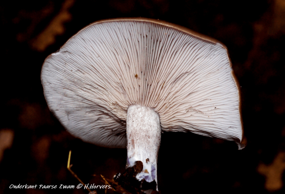 Paarse Zwam - onderkant - Schimmels - Paarse Zwam