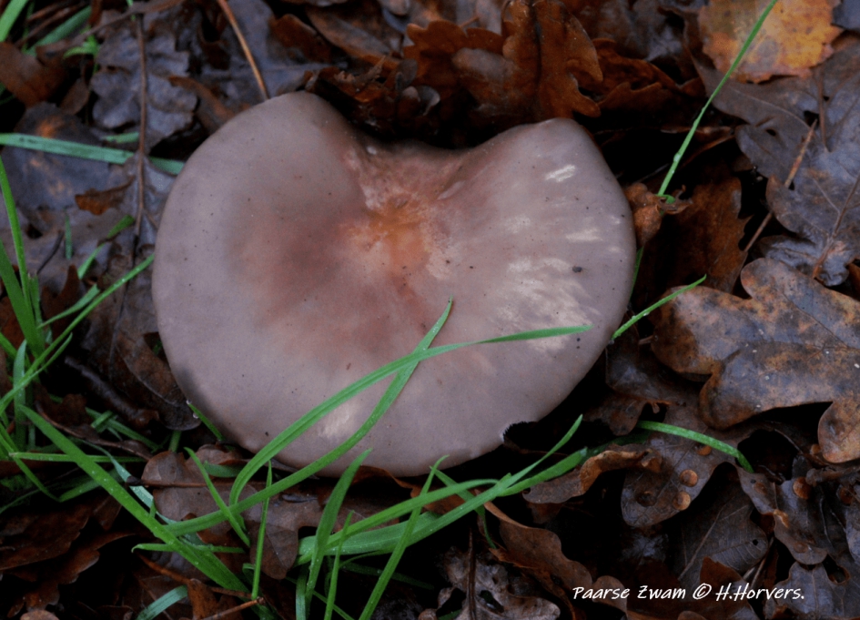 Paarse Zwam - Schimmels - Paarse Zwam