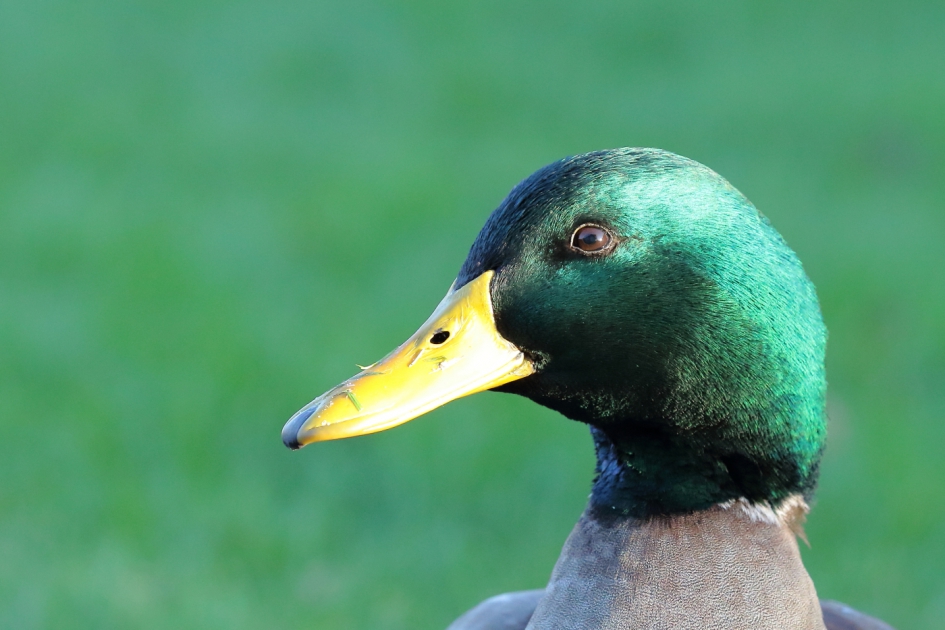 parkeend - Vogels - parkeend