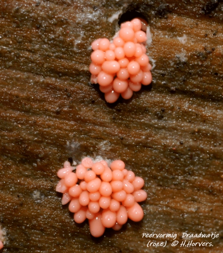 Peervormig  Draadwatje (roze)