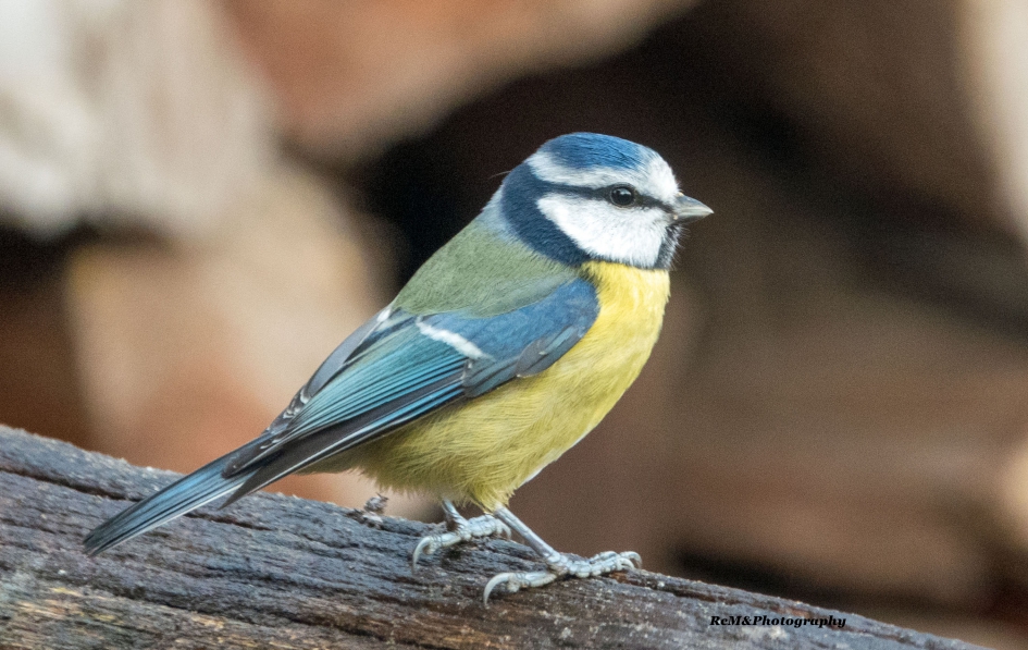 Pimpelmees. - Vogels - Pimpelmees.