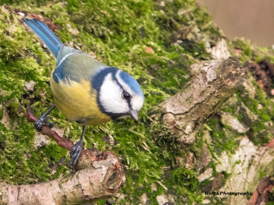 Pimpelmees. - Vogels - Pimpelmees.
