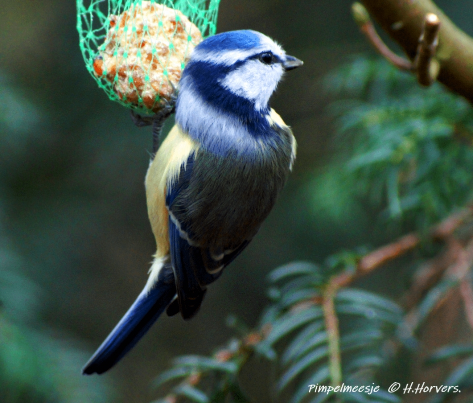 Pimpelmeesje. - Vogels - Pimpelmeesje.