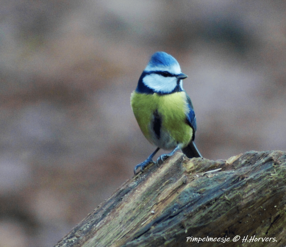 Pimpelmeesje - Vogels - Pimpelmeesje