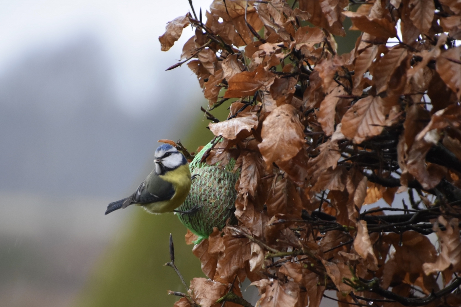 Pimpelmeesje - Vogels - 