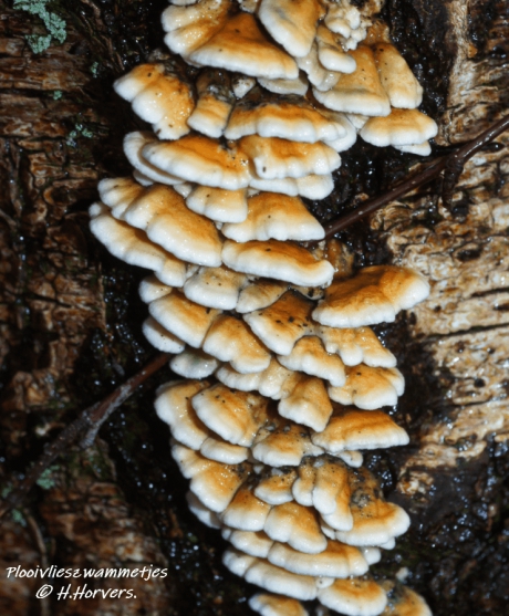 Plooivlieszwammetjes.