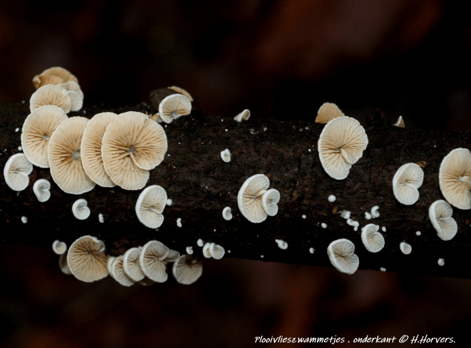 Plooivlieszwammetjes . onderkant. - Schimmels - Plooivlieszwammetjes . onderkant.