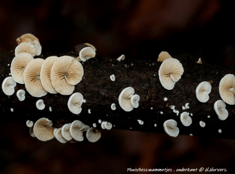 Plooivlieszwammetjes . onderkant.