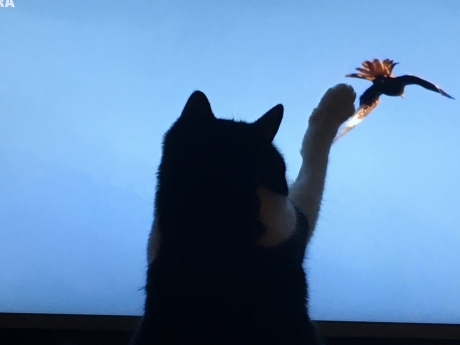 Poes vangt vogel van vroege vogel tv