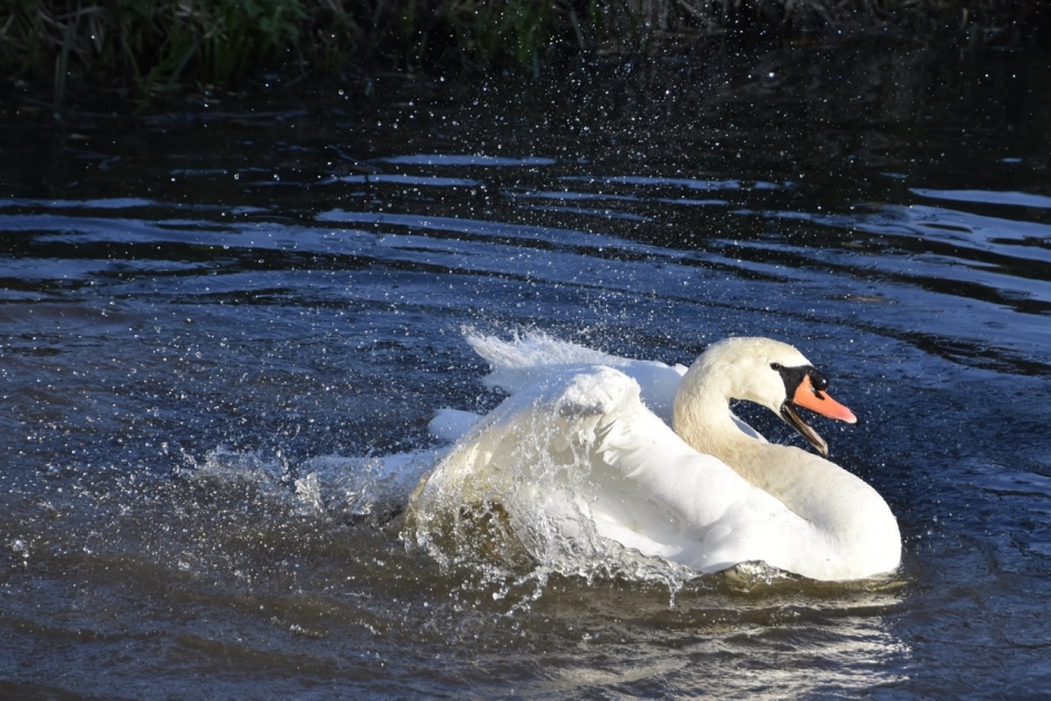 Trotse zwaan - Vogels - 