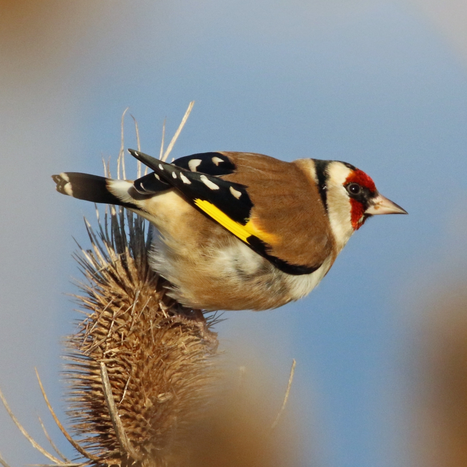 Putter (2) - Vogels - 