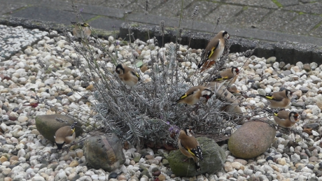 Putters op lavendel