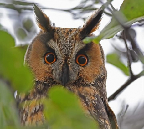 Ransuil tussen de blaadjes