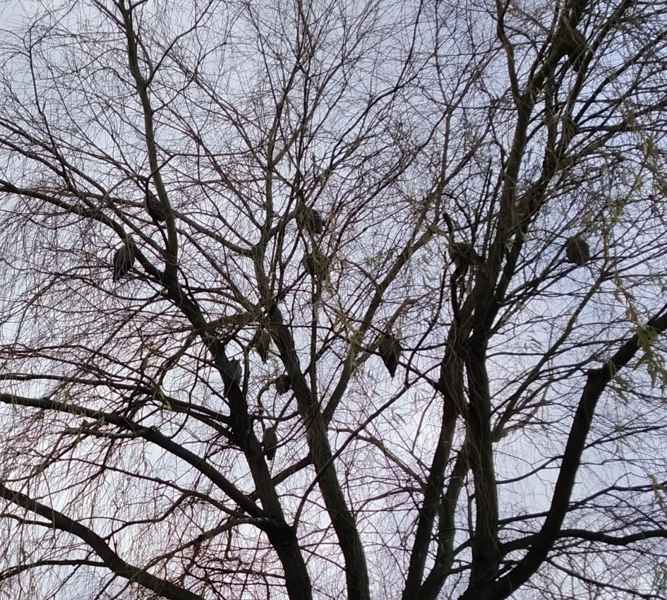 Ransuilen in een wilgenboom in Houten - Vogels - Ransuil