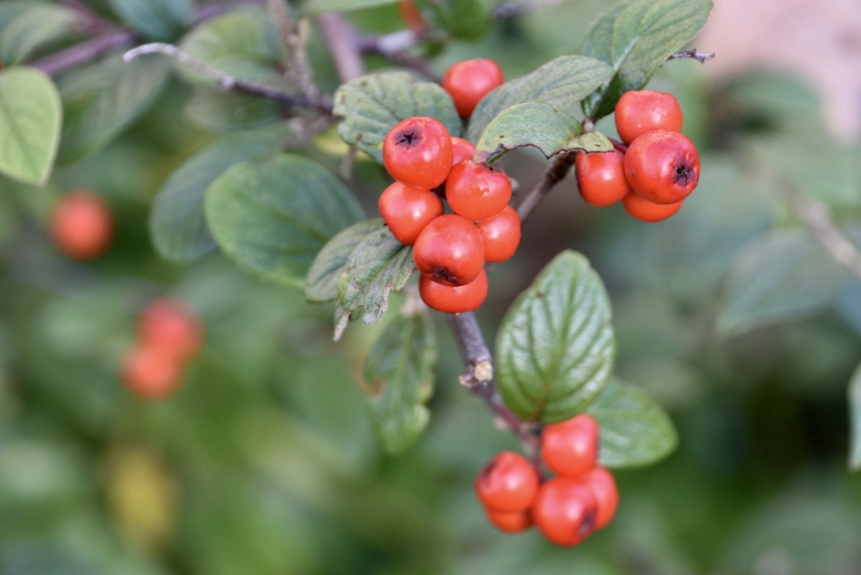 Rode besjes - Planten - 