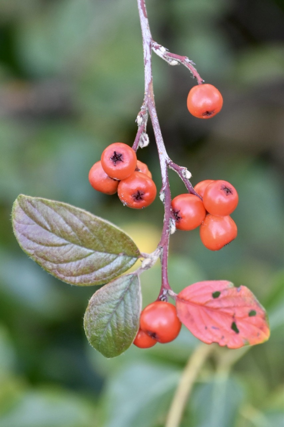 Rode besjes - Planten - 