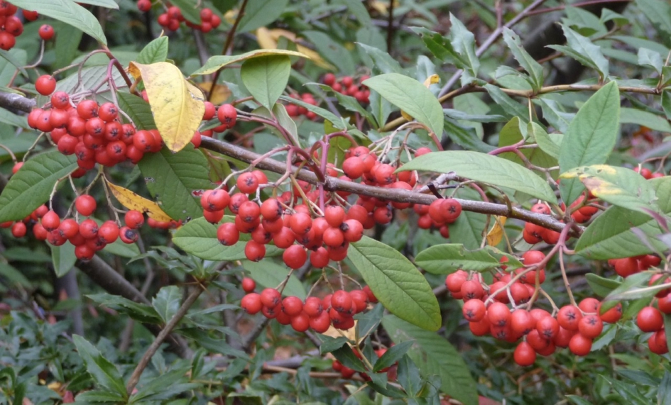Rode bessen - Planten - 