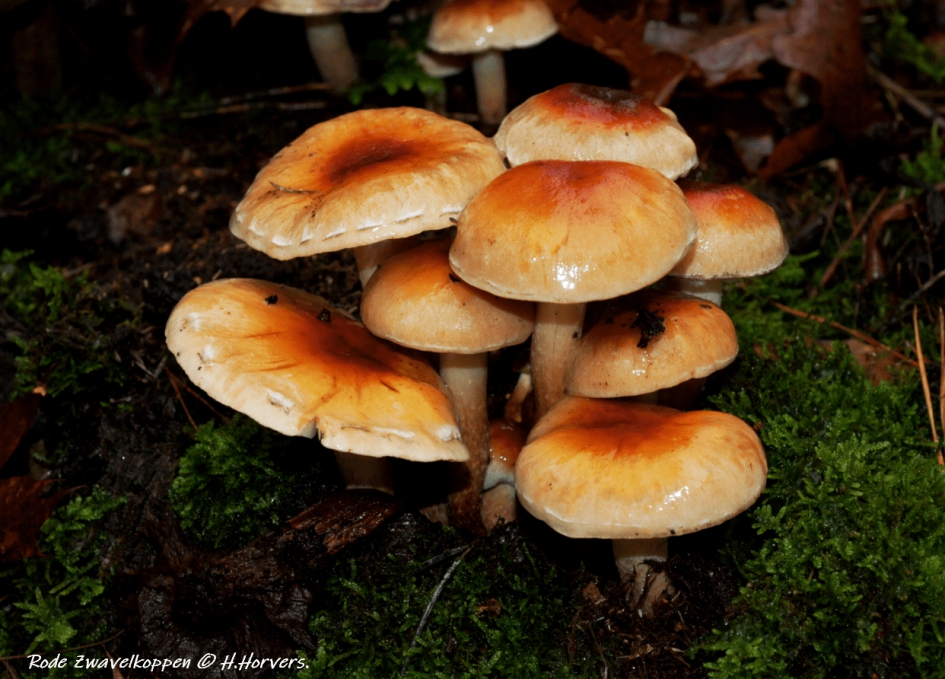 Rode Zwavelkoppen. - Schimmels - Rode Zwavelkoppen.