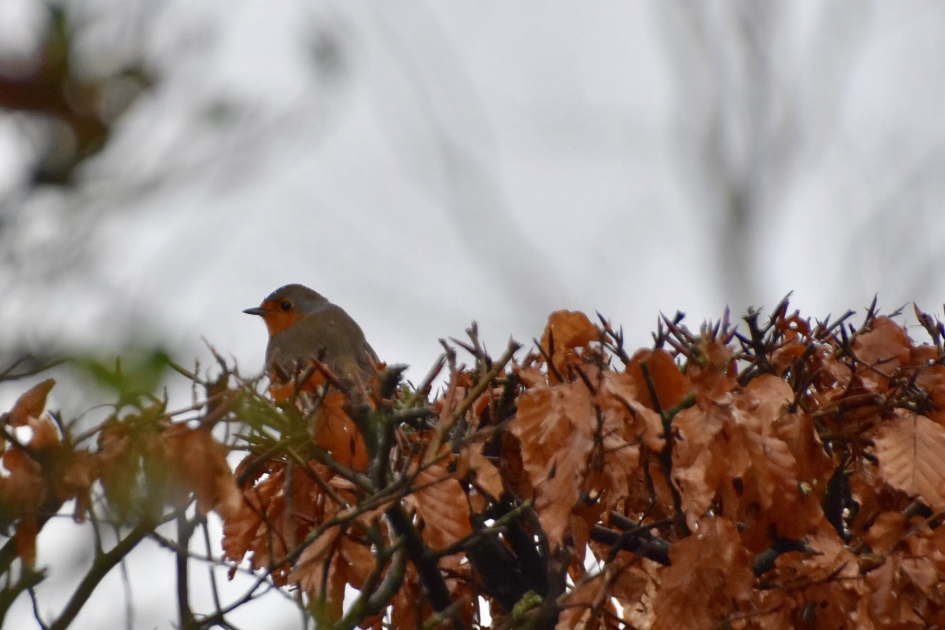 Roodborstje - Vogels - 