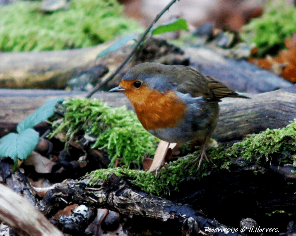 Roodborstje - Vogels - Roodborstje