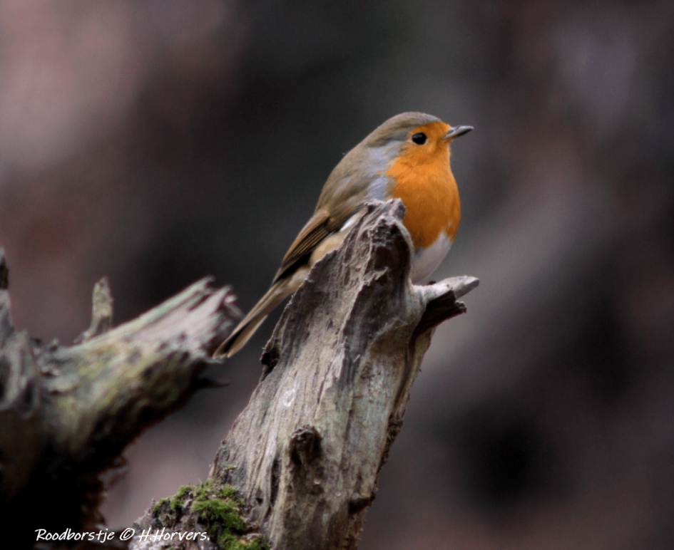 Roodborstje - Vogels - Roodborstje