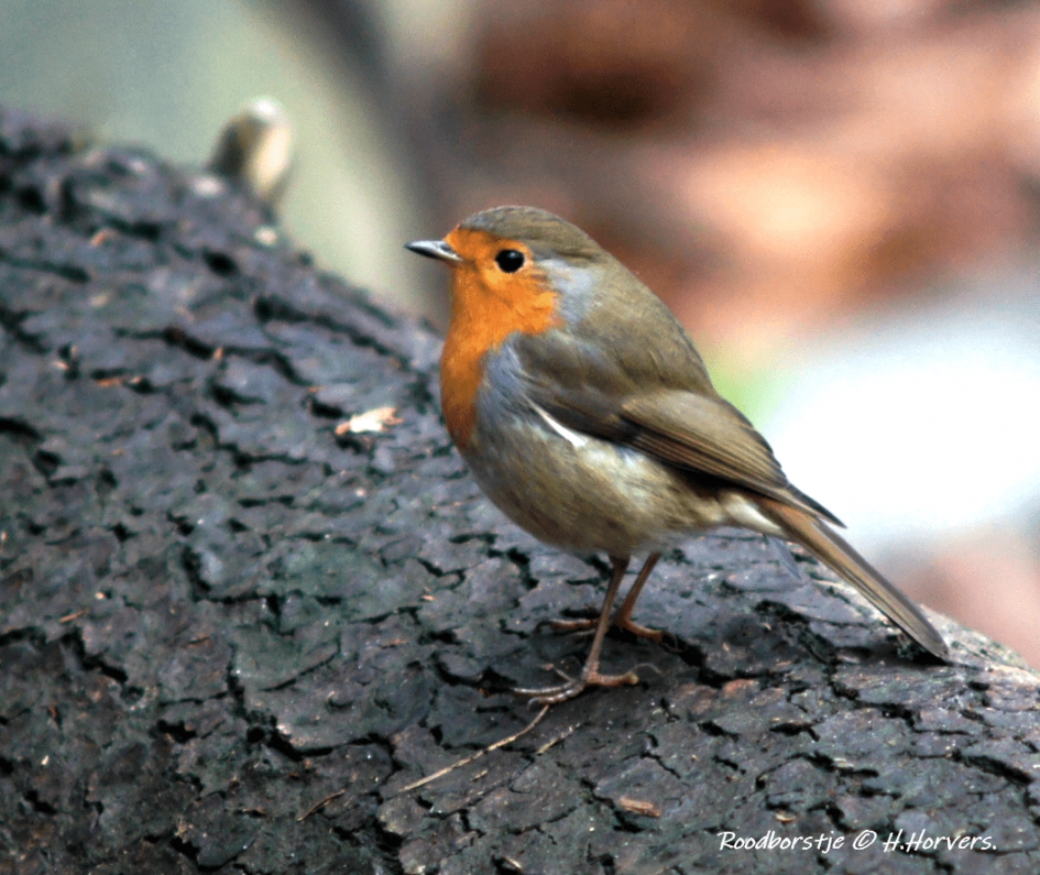 Roodborstje - Vogels - Roodborstje