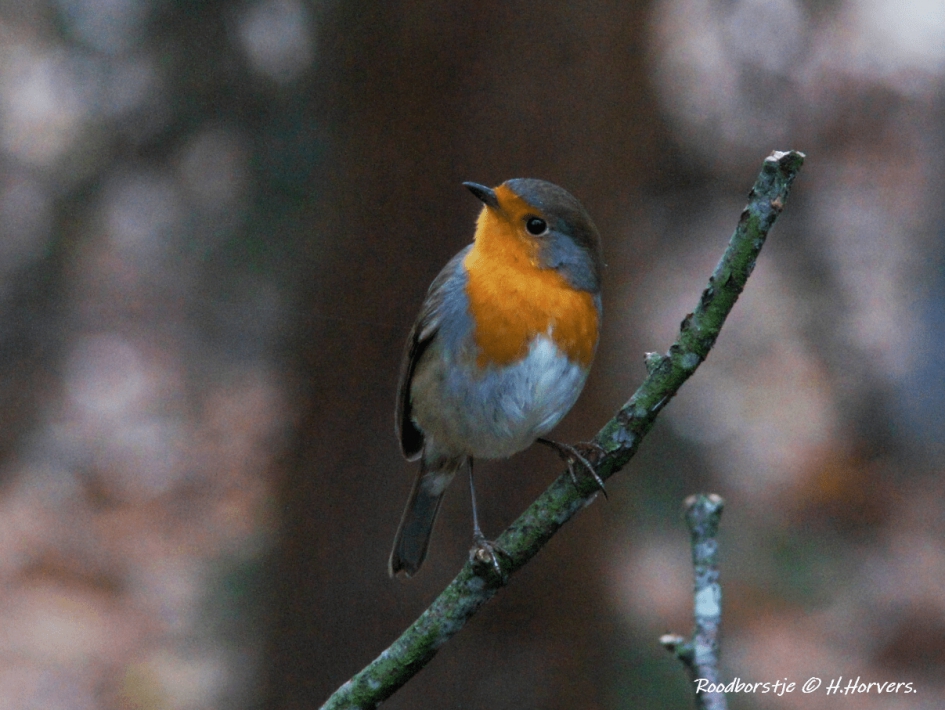 Roodborstje - Vogels - Roodborstje