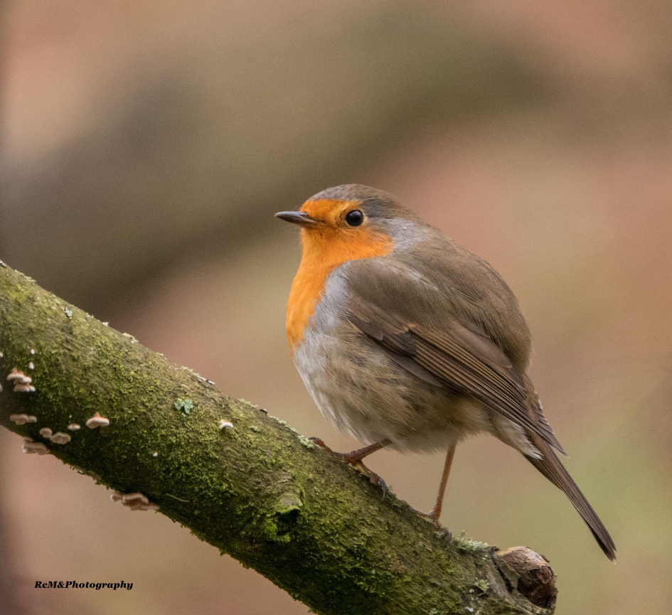 Roodborstje. - Vogels - Roodborstje.