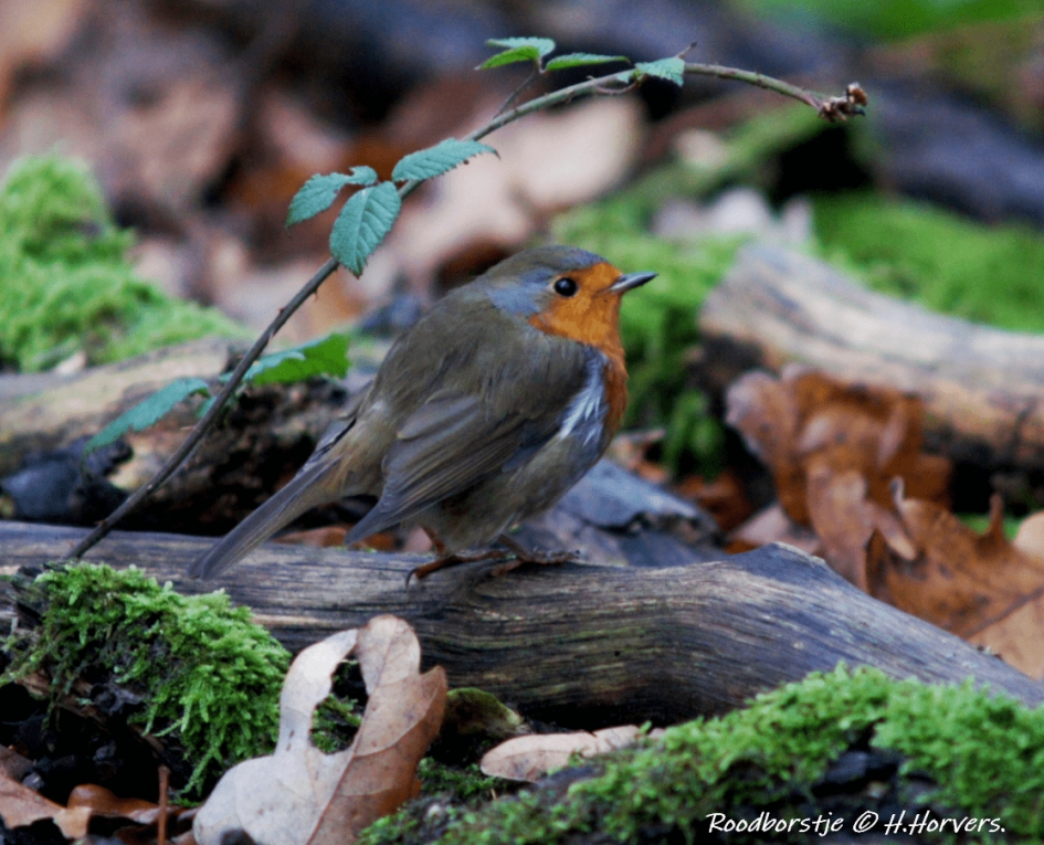 Roodborstje - Vogels - Roodborstje