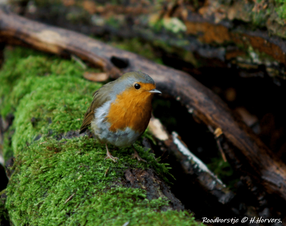 Roodborstje - Vogels - Roodborstje