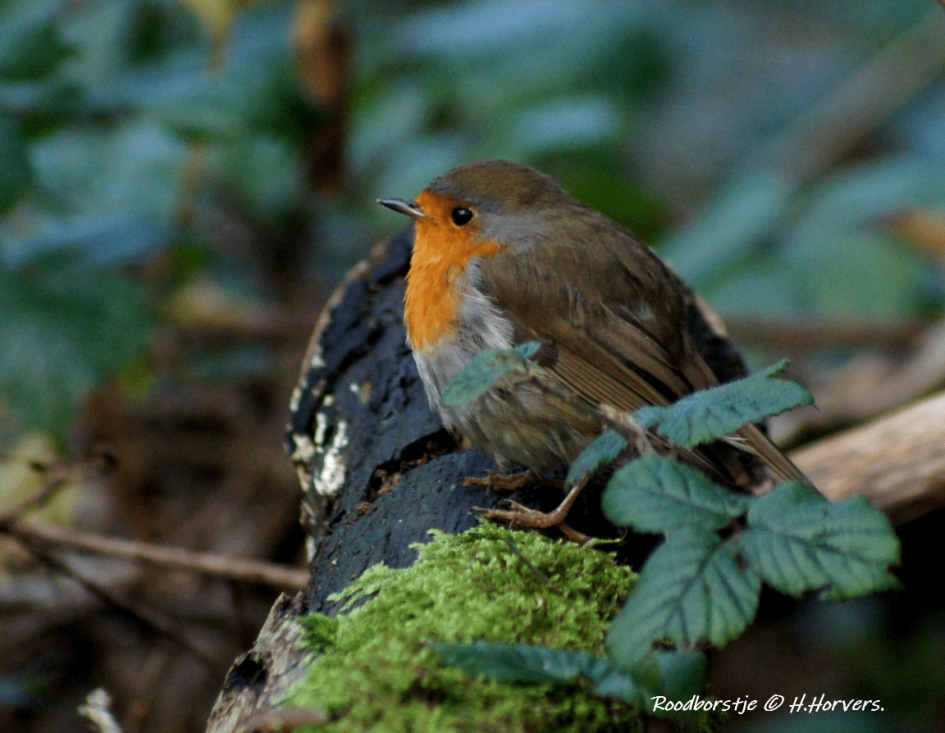 Roodborstje - Vogels - Roodborstje
