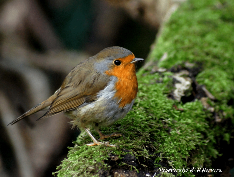 Roodborstje - Vogels - Roodborstje