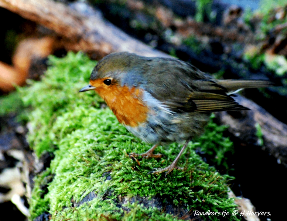 Roodborstje. - Vogels - Roodborstje.